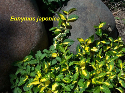 Eunymus japonica.jpg